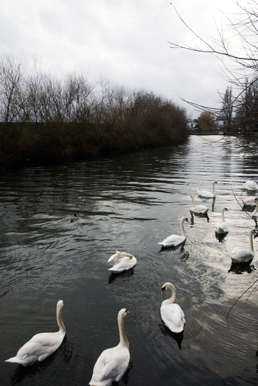 Canal Swans